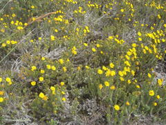 Cullumia carlinoides