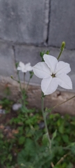 Nicotiana repanda