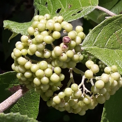 Callicarpa acuminata