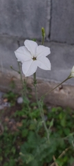 Nicotiana repanda