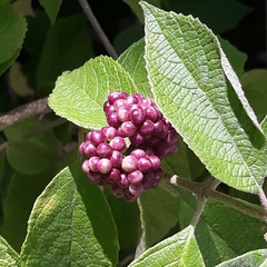Callicarpa acuminata