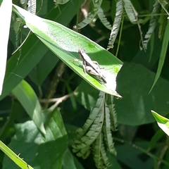 Abracris dilecta