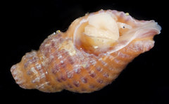 Ocinebrina
