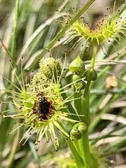 Drosera hookeri