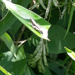 Abracris dilecta
