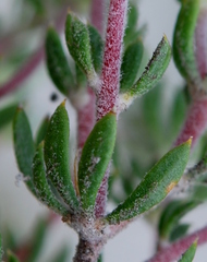 Aspalathus stenophylla