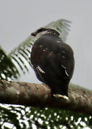 Grey-backed Hawk (Pseudastur occidentalis), photo 4