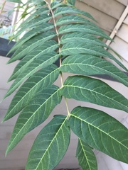 Ailanthus