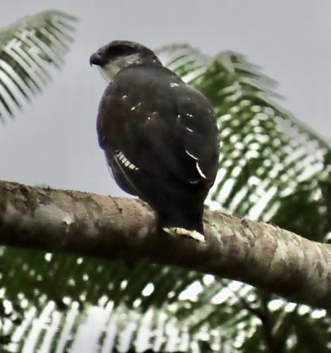 Grey-backed Hawk