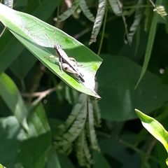 Abracris dilecta