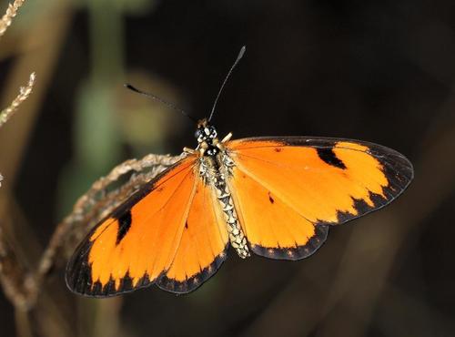 Photo of Dancing Amber (Telchinia serena)