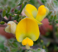 Aspalathus stenophylla