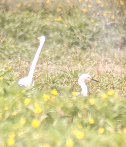 Snowy Egret photographed in Oregon