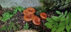 Lactarius luculentus laetus