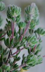 Aspalathus stenophylla