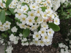 Spiraea