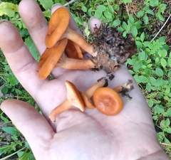 Lactarius luculentus laetus