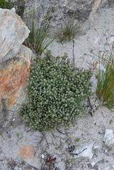 Aspalathus stenophylla