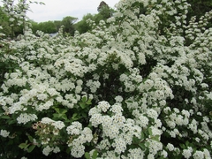 Spiraea