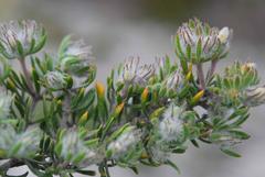 Aspalathus stenophylla