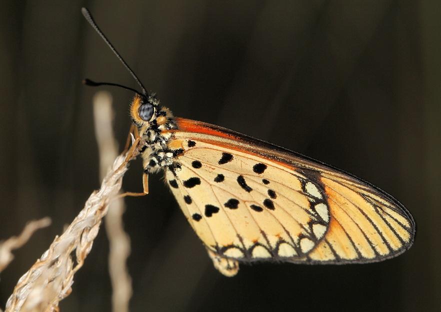 Acraea serena