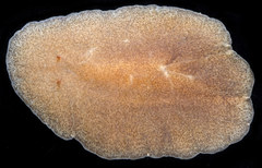 Kaburakia excelsa