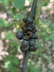 Callirhytis quercusgemmaria