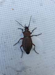 Carabus cancellatus