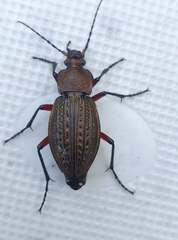 Carabus cancellatus