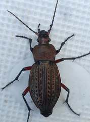 Carabus cancellatus