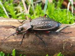 Carabus cancellatus