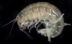 Apohyale anceps