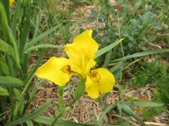 Iris pseudacorus