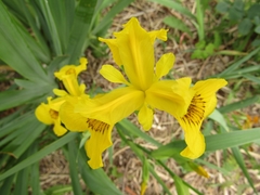 Iris pseudacorus