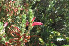 Erica curviflora curviflora