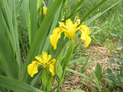 Iris pseudacorus