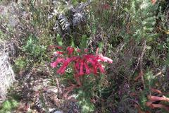 Erica curviflora curviflora
