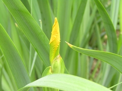 Iris pseudacorus