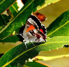 Capys alphaeus alphaeus