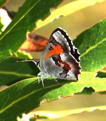 Capys alphaeus alphaeus