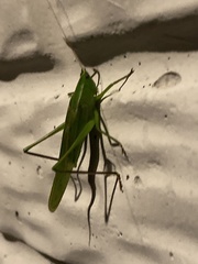 Neoconocephalus retusus