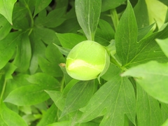 Paeonia