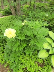 Paeonia