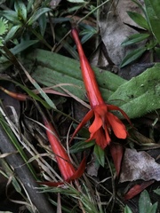 Fuchsia