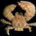 Pubescent Porcelain Crab - Photo (c) Hakai Institute, some rights reserved (CC BY-NC-SA), uploaded by Hakai Institute