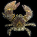 Thickclaw Porcelain Crab - Photo (c) Hakai Institute, some rights reserved (CC BY-NC-SA), uploaded by Hakai Institute
