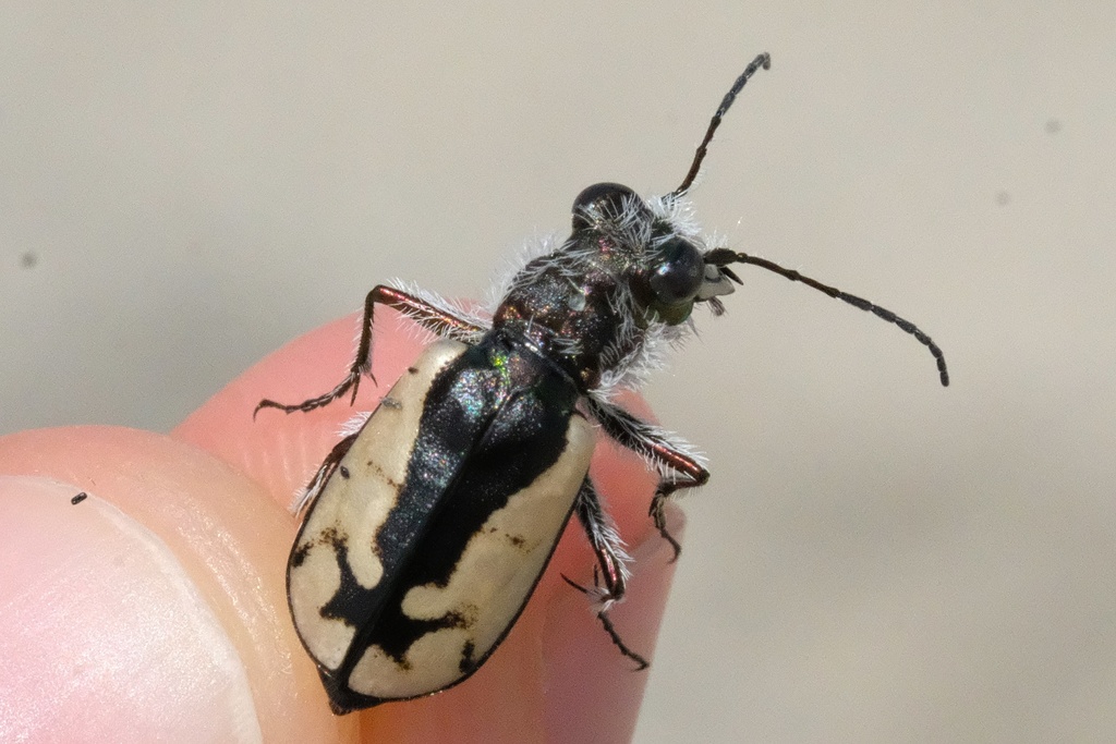 Western Beach Tiger Beetle