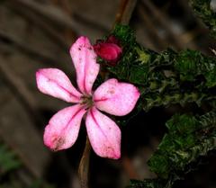 Acmadenia tetragona