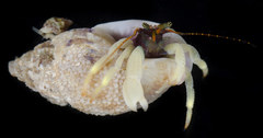Pagurus hemphilli