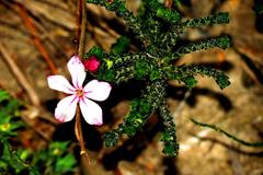 Acmadenia tetragona
